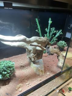 Terrarium inkl. Zubehör ideal für Reptilien abzugeben