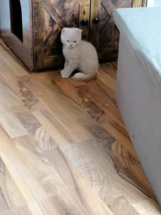 Norwegische Waldkatze