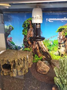 Geckos und Terrarium