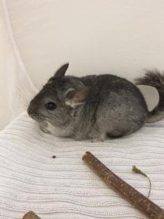 Chinchillajungtiere Angora