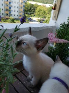 Thai Kitten Siam Kitten