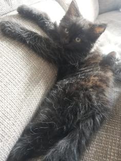 Chinchilla Perser Katze