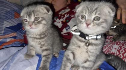 BKH / scottish fold Kitten suchen neuen Wirkungskreis