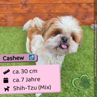 Cashew m 7 Jahre 30 cm Slowakei