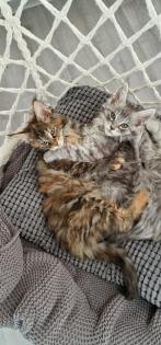 Maine Coon Kitten / Coonies /Kitten