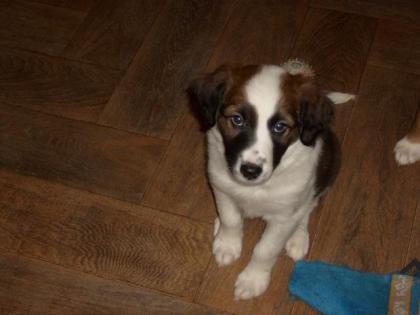 Boder Collie Mix Welpen 8 Wochen alt abzugeben
