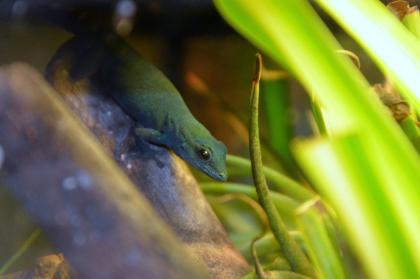 1. 0 Lygodactylus williamsi Himmelblauer Zwergtaggecko Männchen