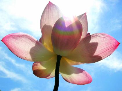 Kurse und Workshops CranioSacral Yoga