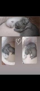 Bkh kittchen ab 12 Woche Abgabe bereit