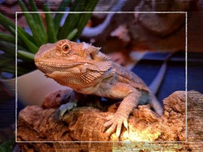 Bartagame weiblich zu verkaufen