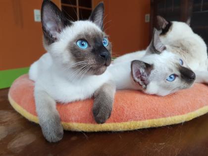 Siamkater Thaikater