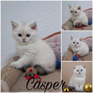 Reinrassige BKH Kitten mit Stammbaum