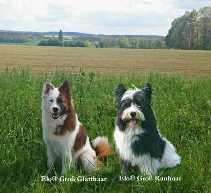 Familienhund Elo - Welpen von Werths Echte in Franken