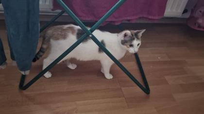 Katzen baby