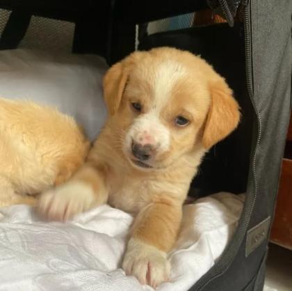 Rubie sucht ein passendes Zuhause