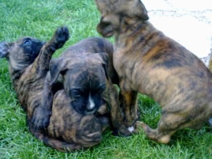 Ich verkaufe boxer welpe