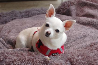 COCOLITTA - zauberhaftes Chihuahua-Mädchen - 8 Jahre - Tierhilfe-Franken e. V.