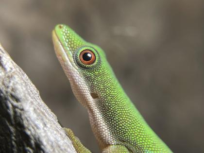 Phelsuma Quadriocellata