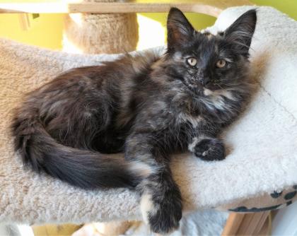 Norwegische Waldkatzen Kitten reinrassig - Babys mit Stammbaum