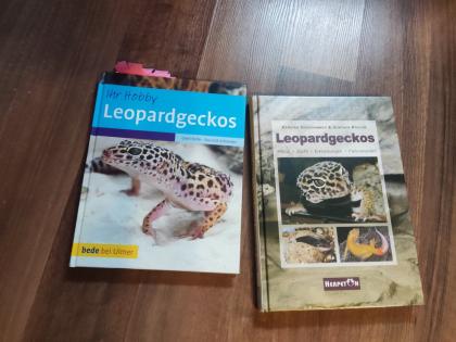 Leopardgecko mit Terrarium und Zubehör