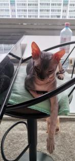 Don- Canadian Sphynx/ Sphinx Kitten