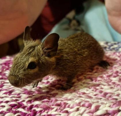 Degu Jungtiere abzugeben