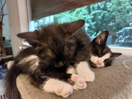 Kitten Katzenbaby Katzenkinder Babykatze Katzenbabies Katzenjunge