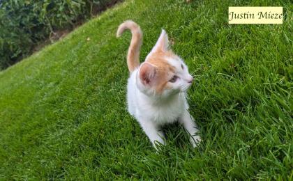 2 süße junge norwegische Waldkatzen Mix Kater suchen ein nettes Zuhause 12 Wochen alt