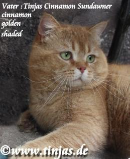 BLH-Britisch Langhaar Katzenbaby fawn golden shaded mit grünen Augen