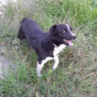 Rocco sucht ein Zuhause