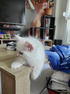 Maine Coon /BLH Katerchen Archie sucht ab 01. 08. 23 sein Zuhause