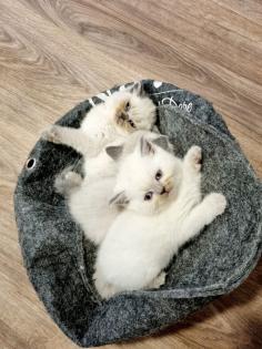 Wunderschöne Babykitten