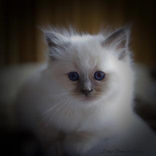 Heilige Birma Kitten mit Stammbaum aus Vereinsregistrierter Hobbyzucht