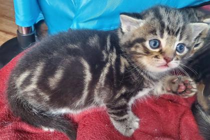 3. Kater abzugeben Kitten Kätzchen männlich