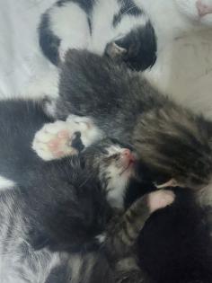 Perser Mix Kitten suchen ein liebevolles Zuhause ab November