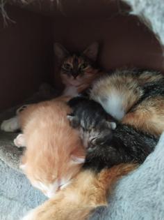 2 Katzenbabys 12 Wochen Weibchen und Junge