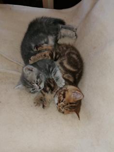 BKH Kitten suchen Dosenöffner