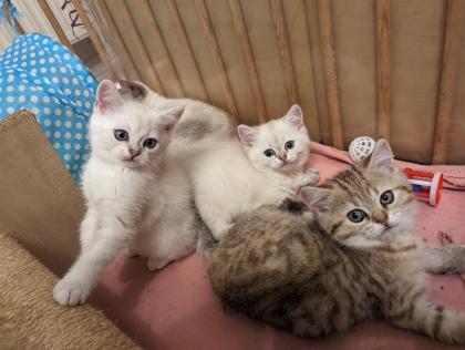 Reinrassige BKH Kitten