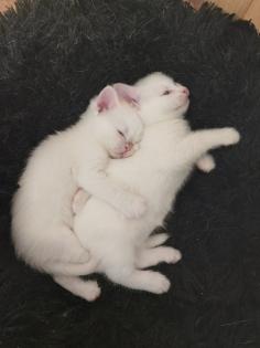 Batzenbaby BKH Kitten weiß