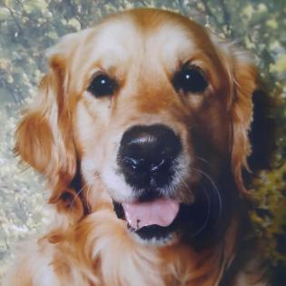 Suche Golden Retriever /Golden Retrievermix