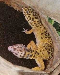 3 Leopardengeckos mit komplettset Terrarium.