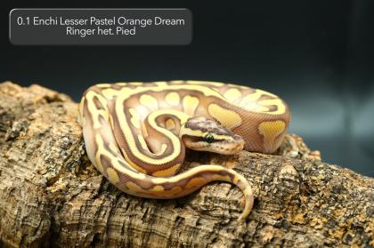 Diverse Pied / het. Pied Jungtiere suchen noch ein neues Zuhause