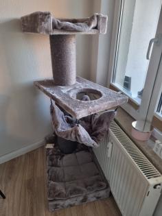 Scottish fold Katze und Kater abzugeben