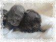 Mit Liebe gezüchtet und bereit für ein neues Zuhause Reinrassige Main Coon Kitten