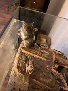 Degus männlich abzugeben