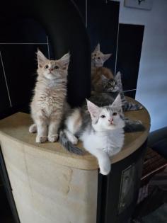 Maine Coon mit Stammbaum