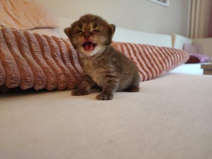 Ragdoll Main Coon Kitten suchen Zuhause