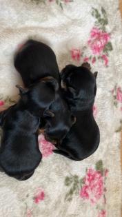 Yorkshire Terrier Welpen