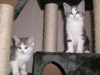 2 Katzenkinder Geschwister beide weibl. Mischlinge