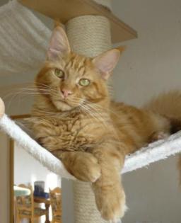 Roter Maine Coon Kater ein absoluter kleiner Schmusebär